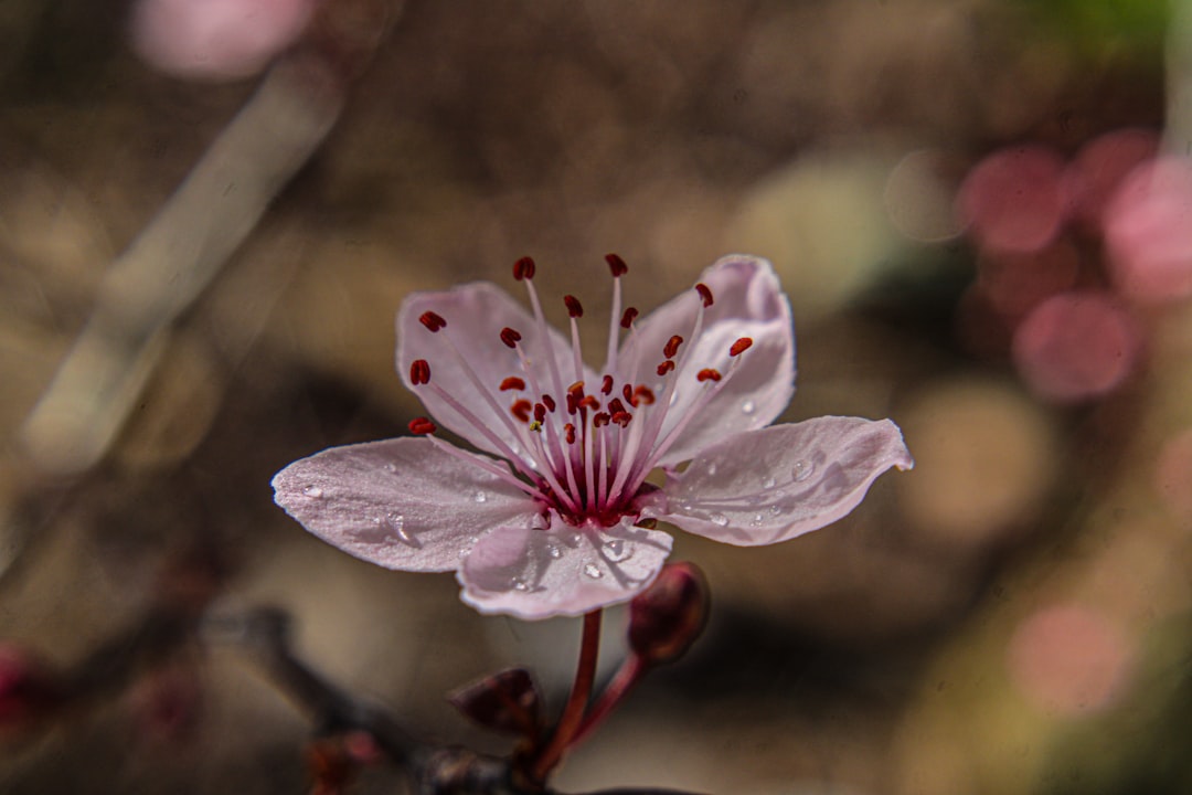 Frisse bloemenpracht: alles over hibiscus snoeien