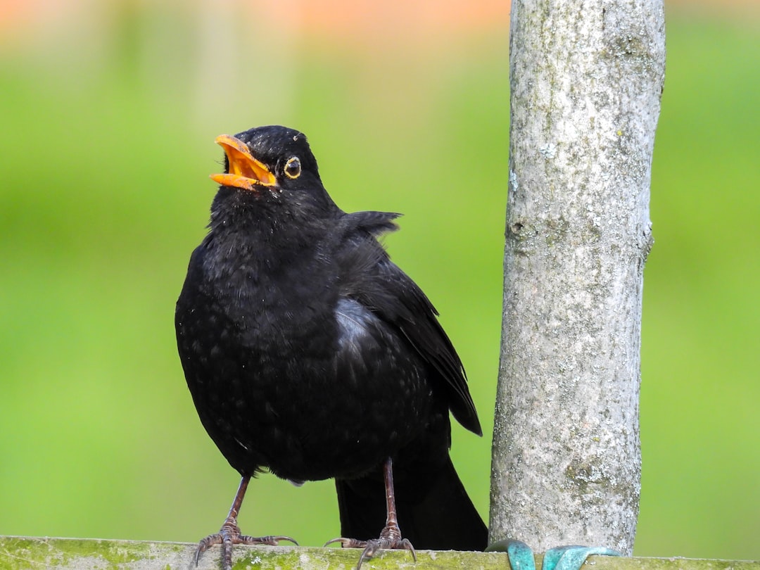 Dit is wat bekend is over Merel Ek en haar relatie