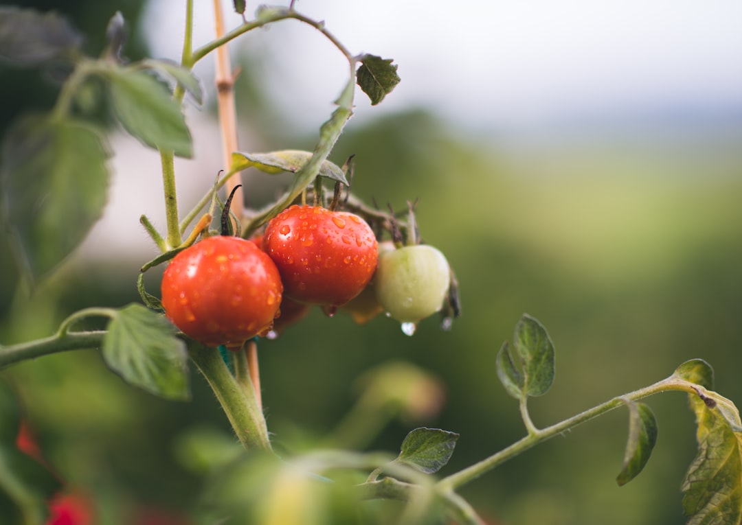 Een biologische tuin: zo geef je de natuur de ruimte